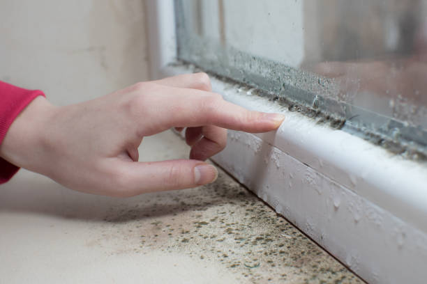 Best Comprehensive Air Testing for Mold Contaminants  in Hoosick Falls, NY